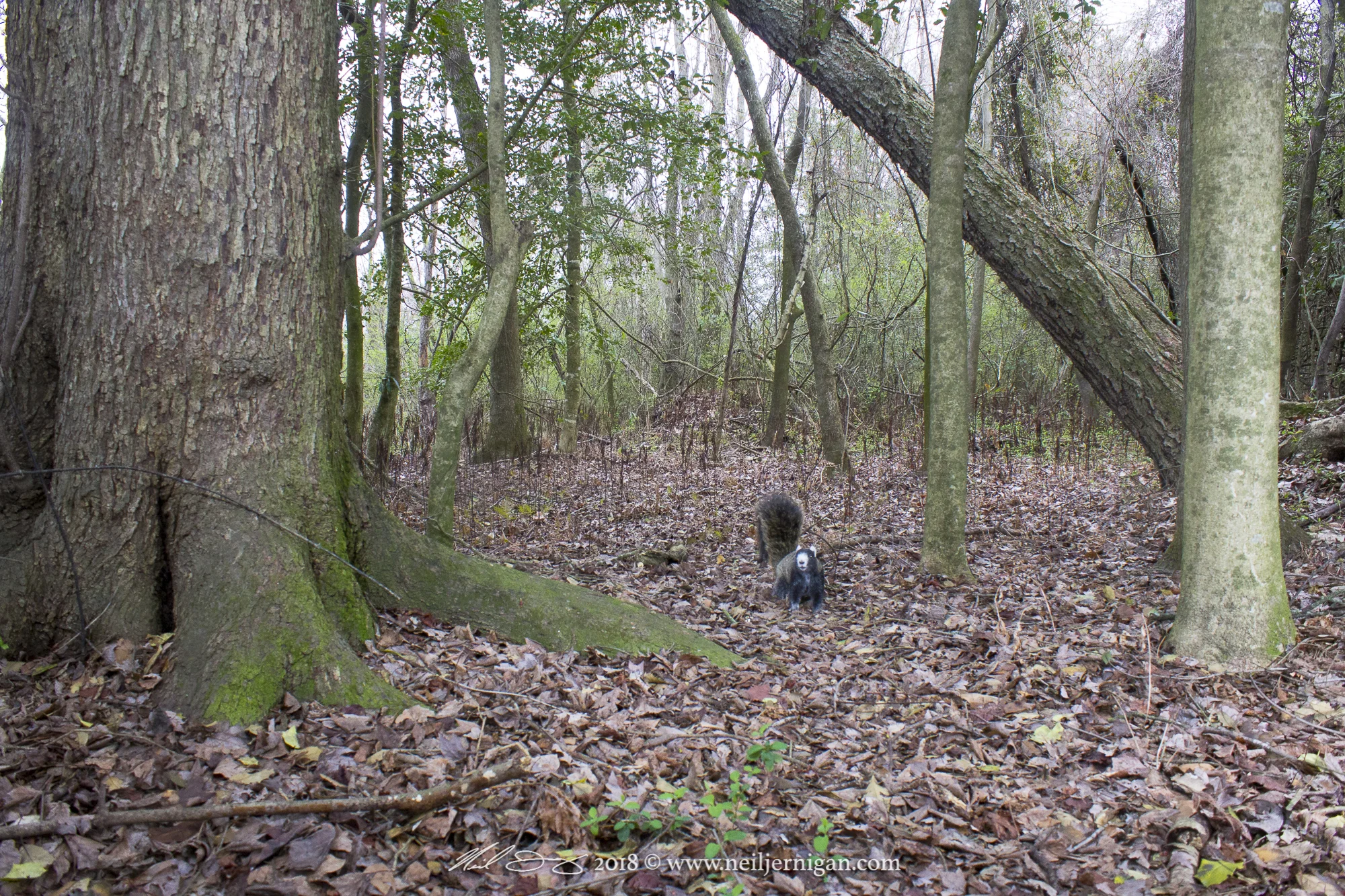 Black, brown and white Fox Squirrel.