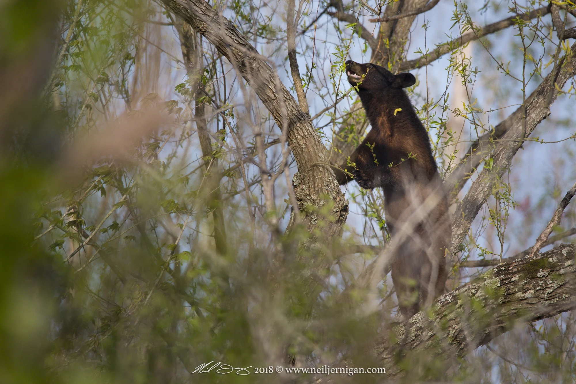 Bear forarging for fresh green leaves.