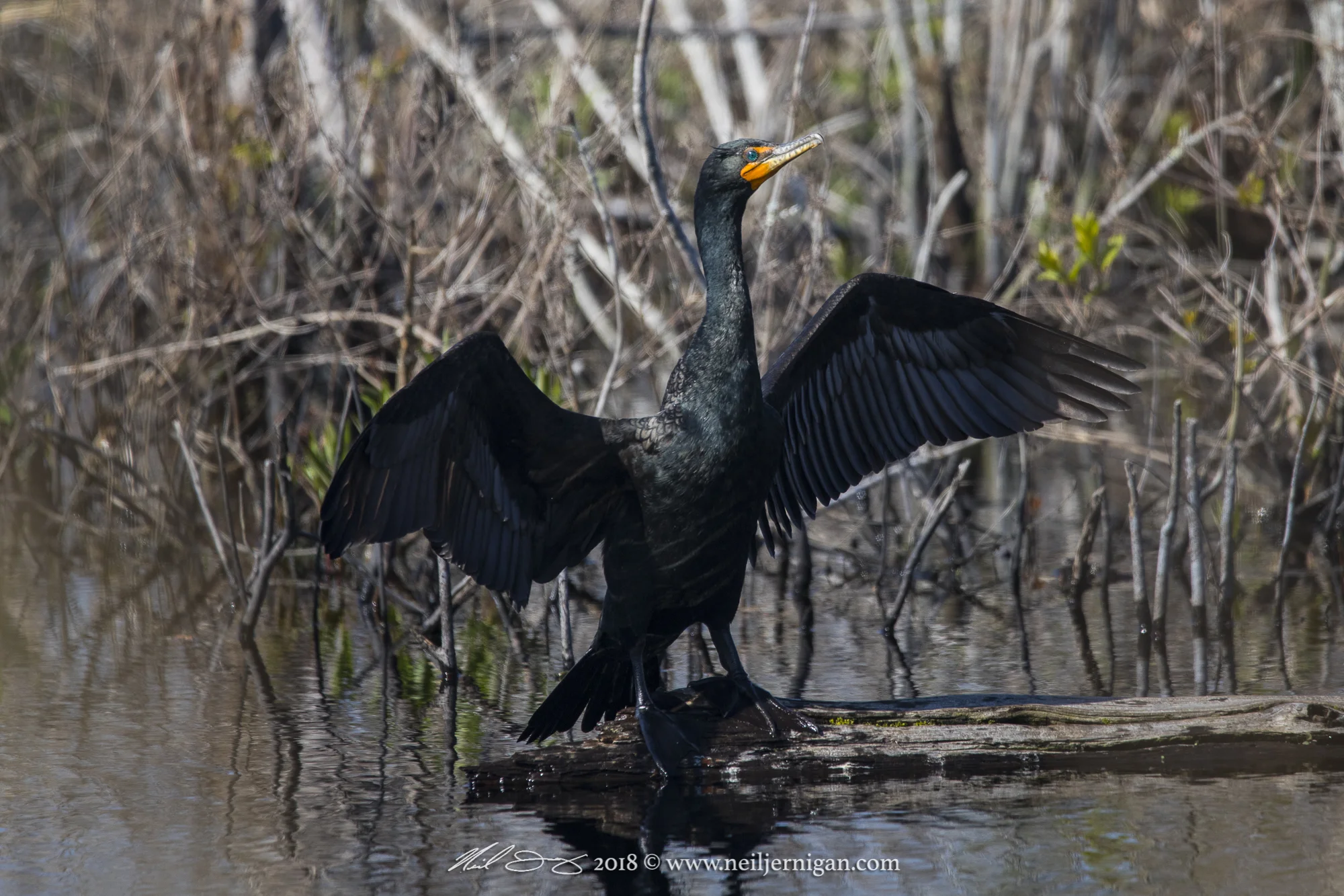 Double Crested Cormorant