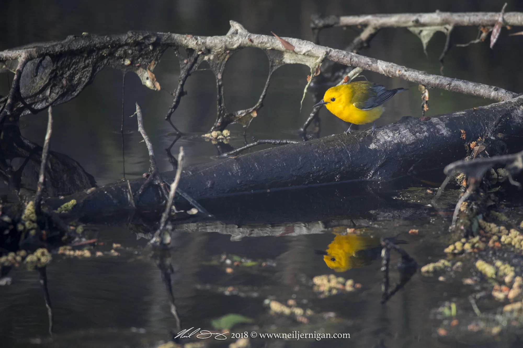 Prothonotary Warbler searching for food