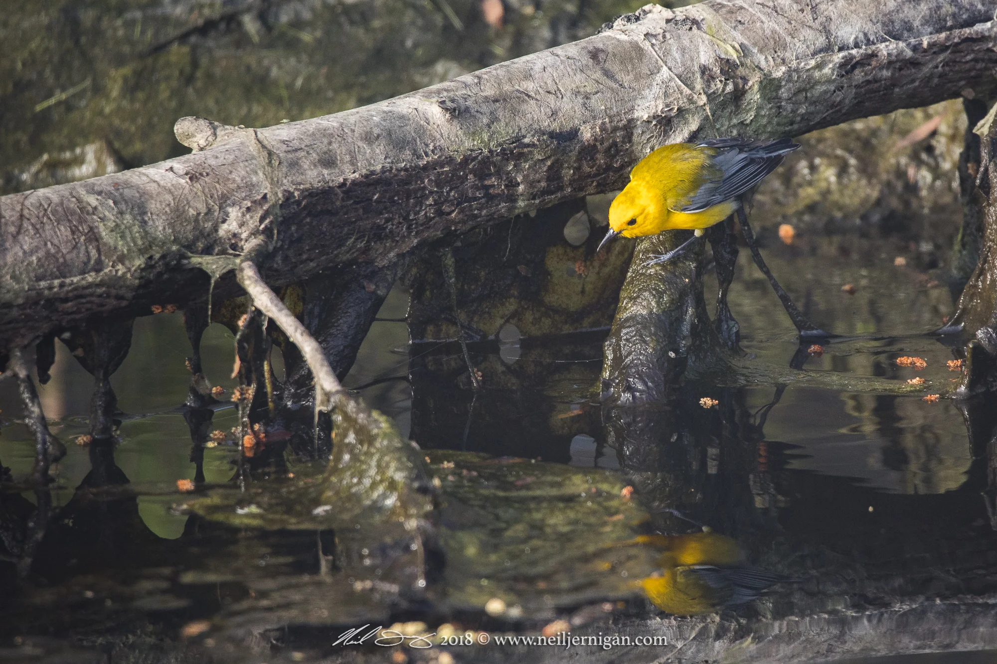 Prothonotary Warbler searching for food