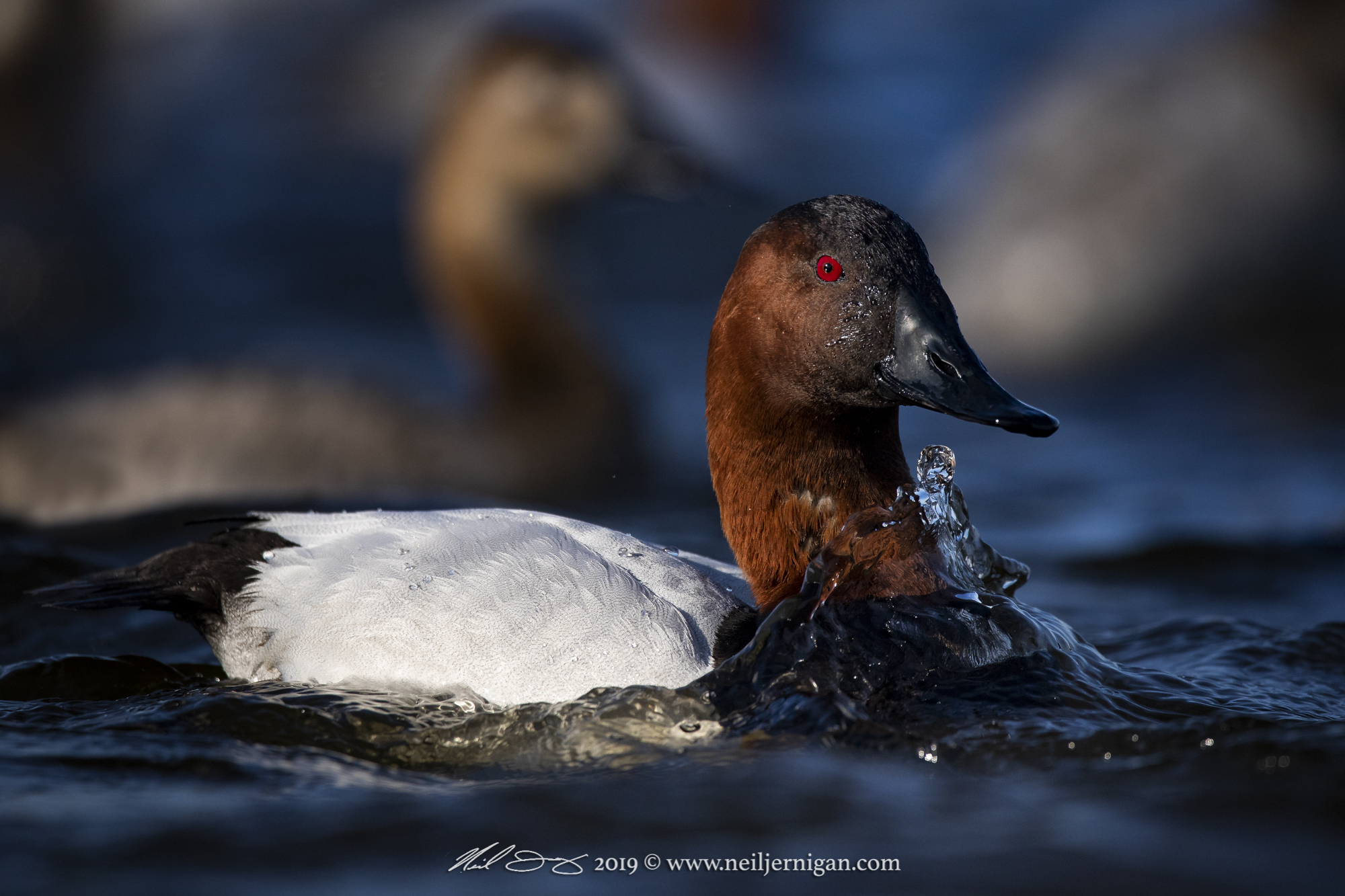 Maryland Waterfowl — Neil Jernigan Photography
