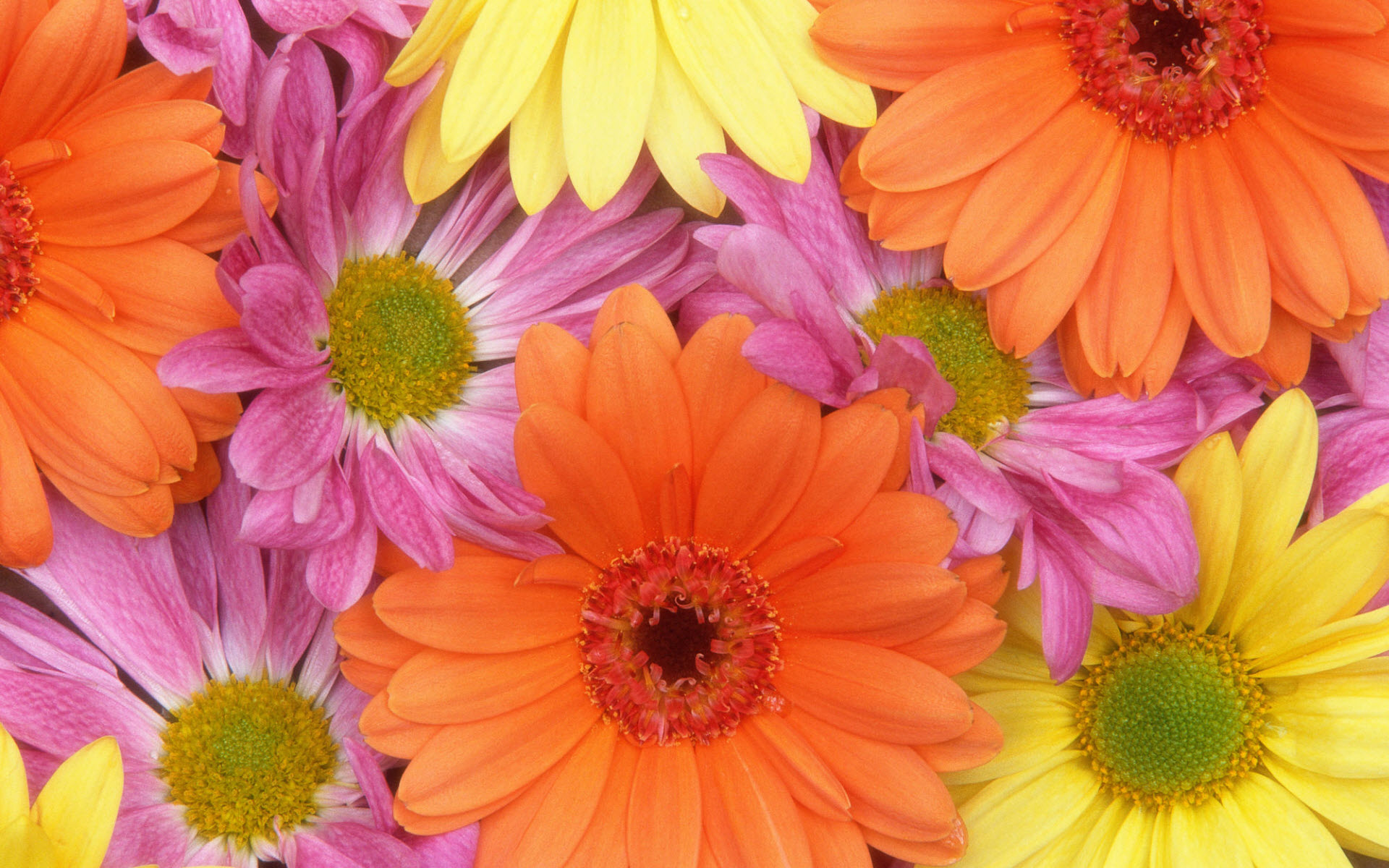 fresh_daisies-wide.jpg