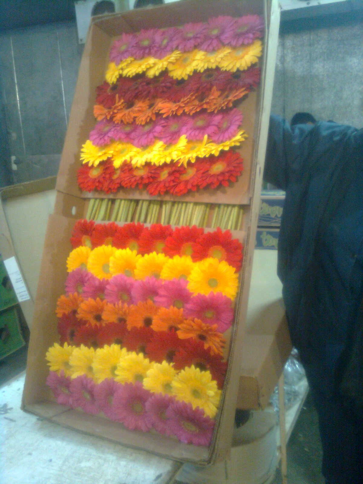 Imagen1248.jpg