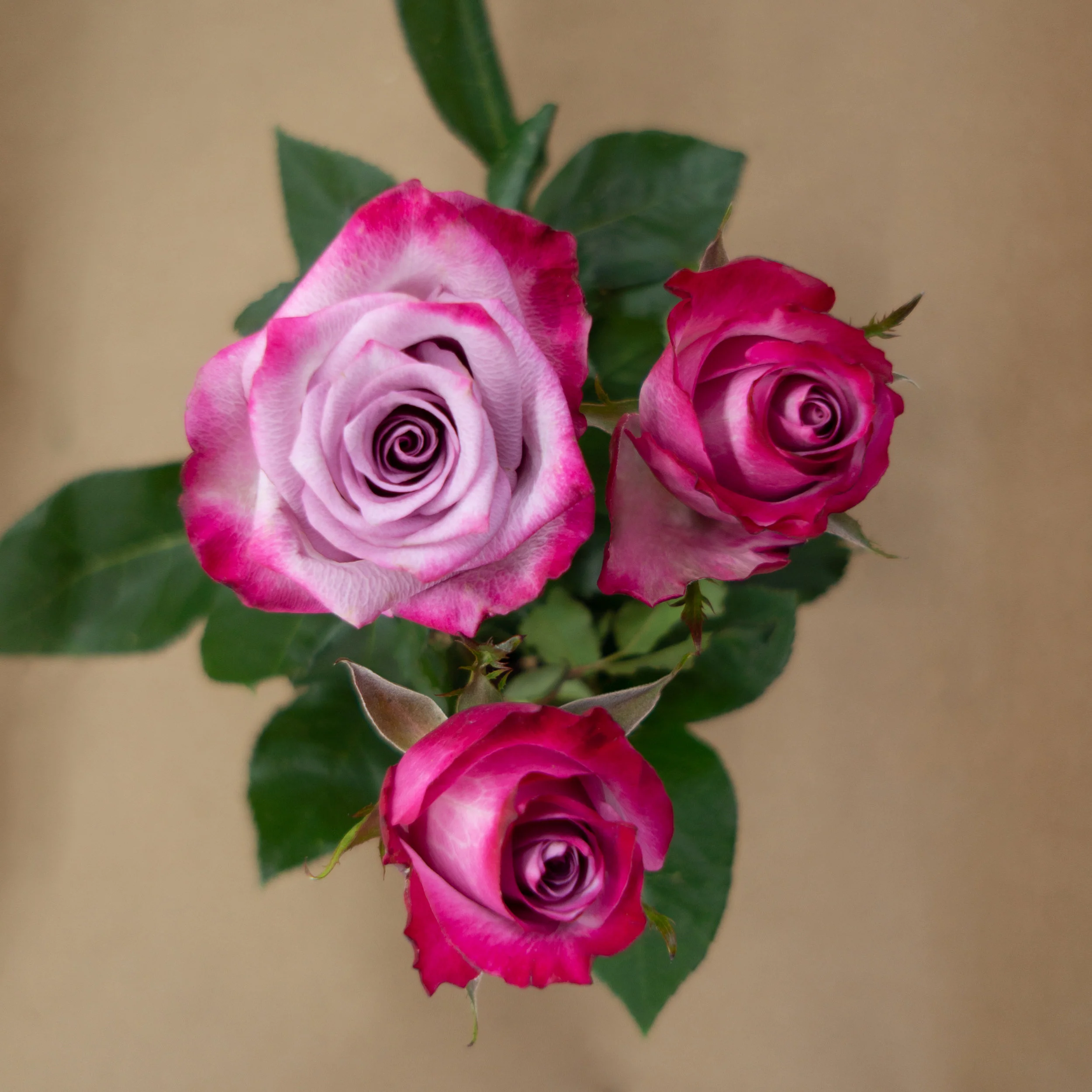 ROSAS-TIMANA-6.jpg