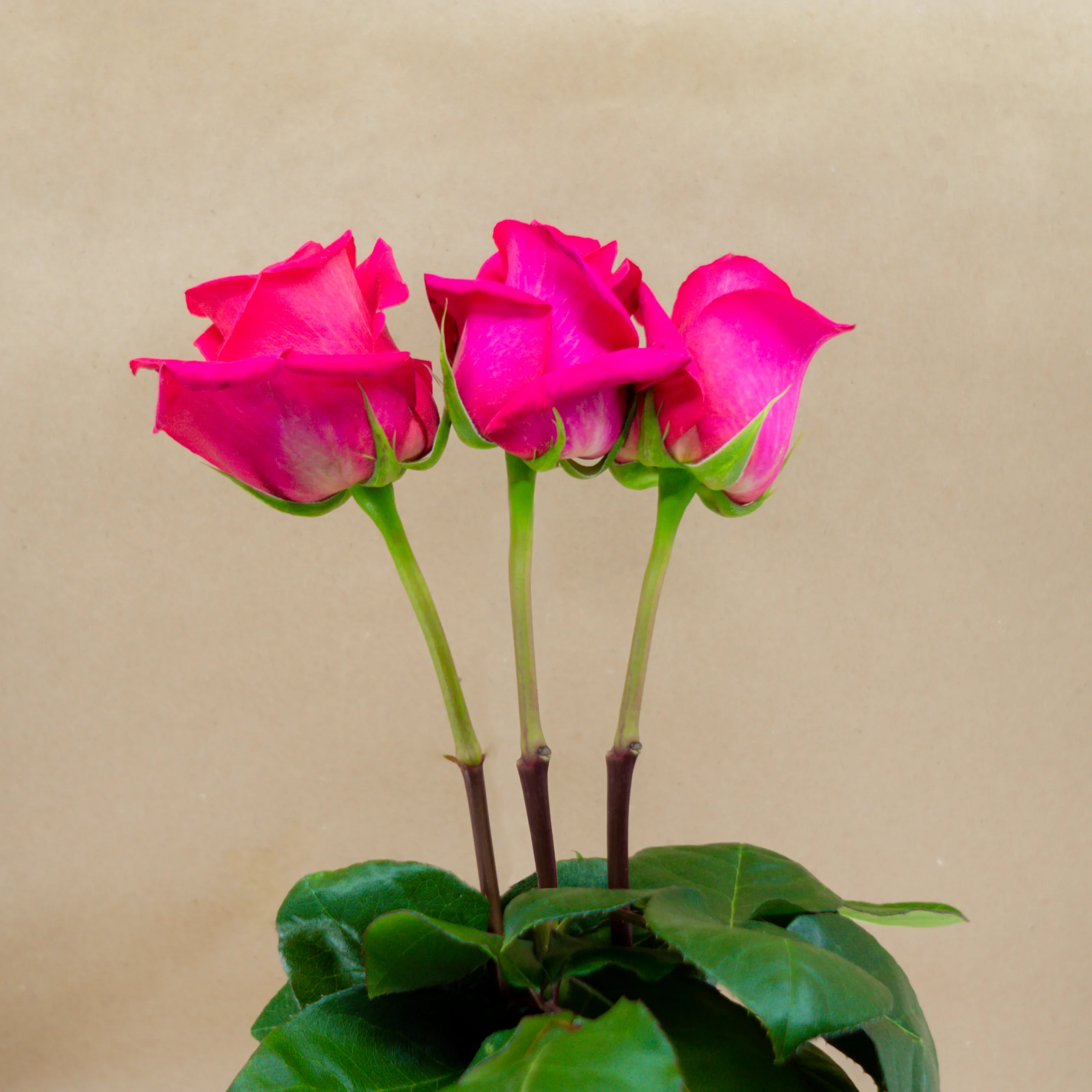 ROSAS-TIMANA-3.jpg