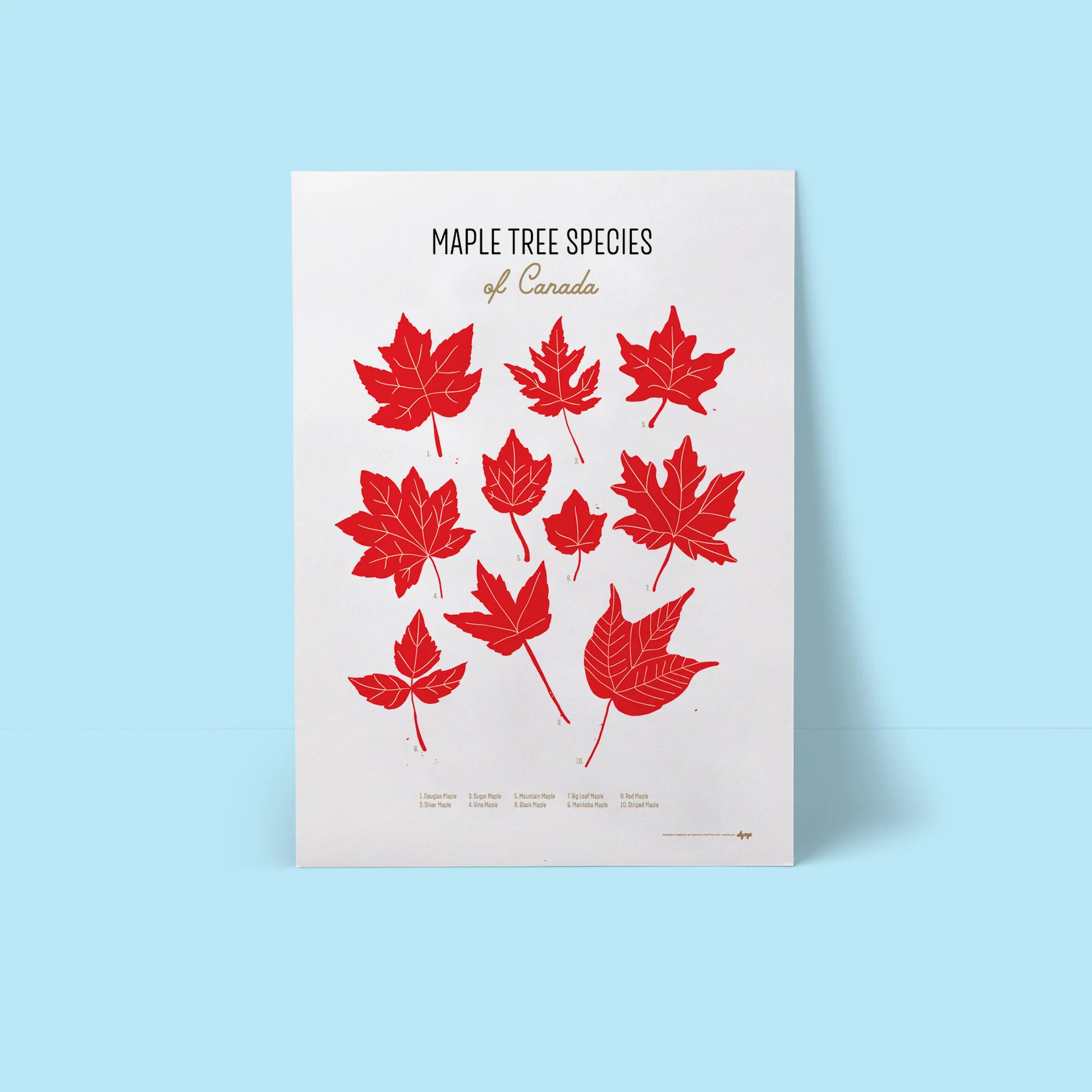 Maple Tree Species of Canada