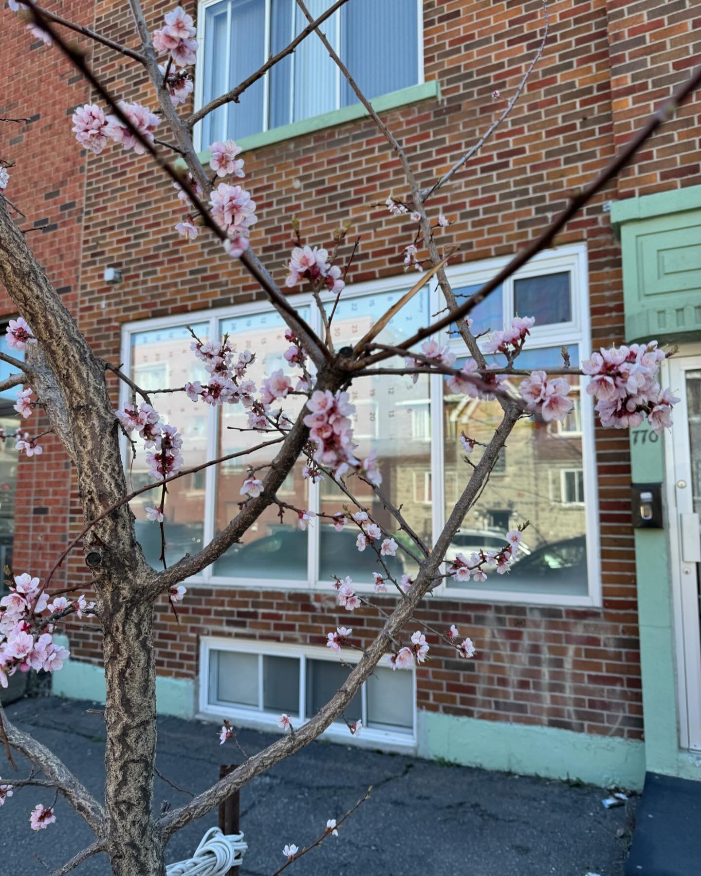 #hanami 🌸