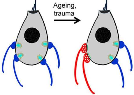 Mature hair cells (left) have less connections to outgoing neurons (blue) and more to incoming neurons (red) with age (right) Credit: Paul Fuchs, Johns Hopkins Medicine