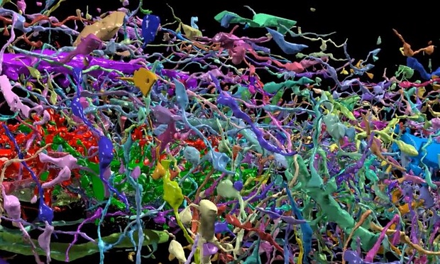 3D reconstruction of all the cellular objects around two apical dendrites. Photograph: Kasthuri