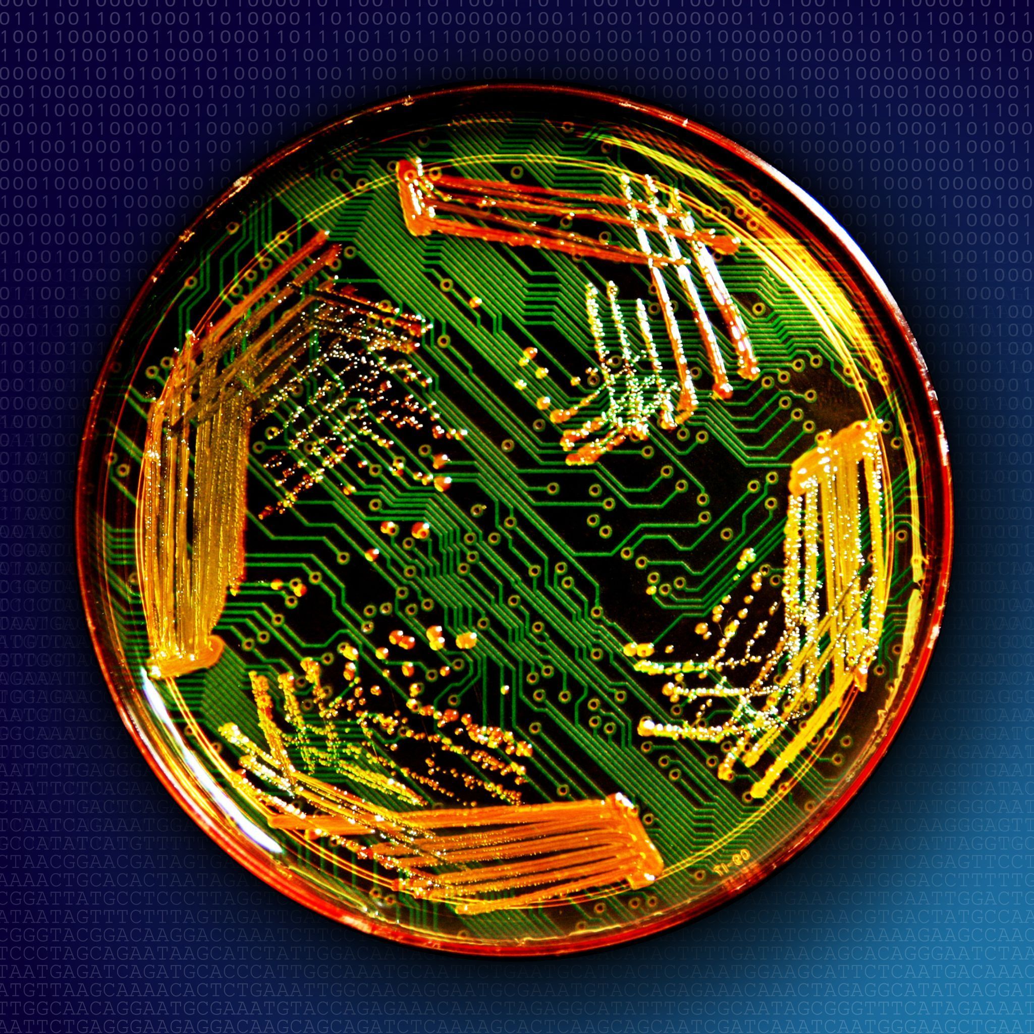 Image Credit: Ivan Morozov (Virginia Bioinformatics Institute)