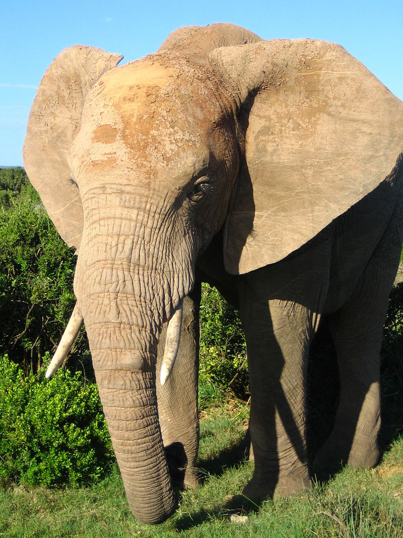 Elephants have around 100 times more cells than humans, but remain cancer resistant