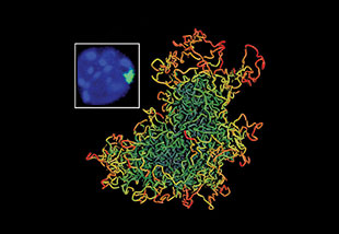 Chromosomes interact in a spaghetti-like organised tangle. Credit: Takashi Nagano and Tim Stevens 