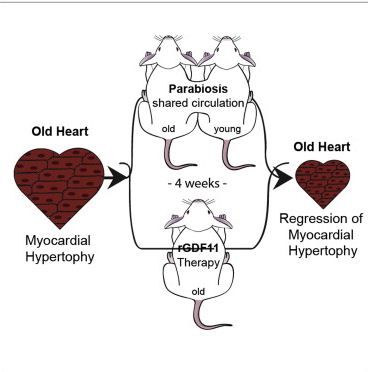 Was GDF 11 responsible for health improvements in mice?