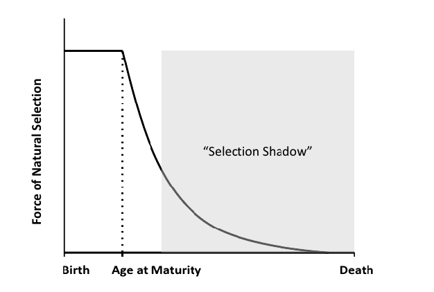 The force of selection as a function of age. Nature Education Fabian and Flatt 2011