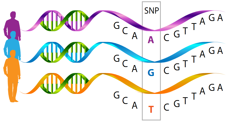 An SNP is a common one letter variation in DNA