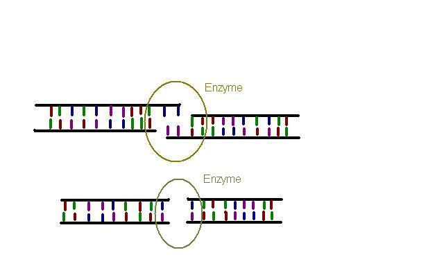 The older Cas9 enzyme cuts DNA bluntly (below), but Cpf1 leaves 'sticky', overhangs (above). This makes mutations harder, and inserting new sequences easier. 