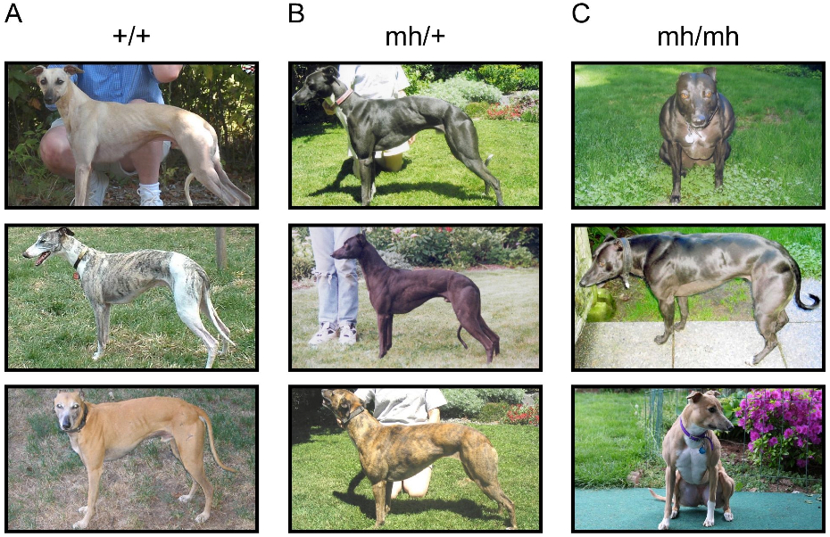 You can see the uninhibited muscle growth in dogs with mutated myostatin on the right.