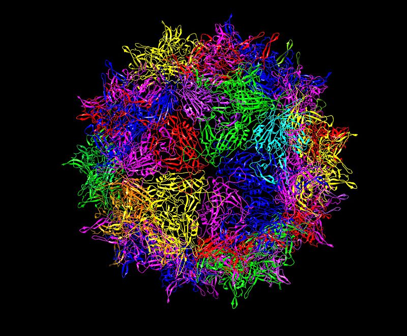 An adeno-associated virus 2 capsid - the protein coat containing DNA