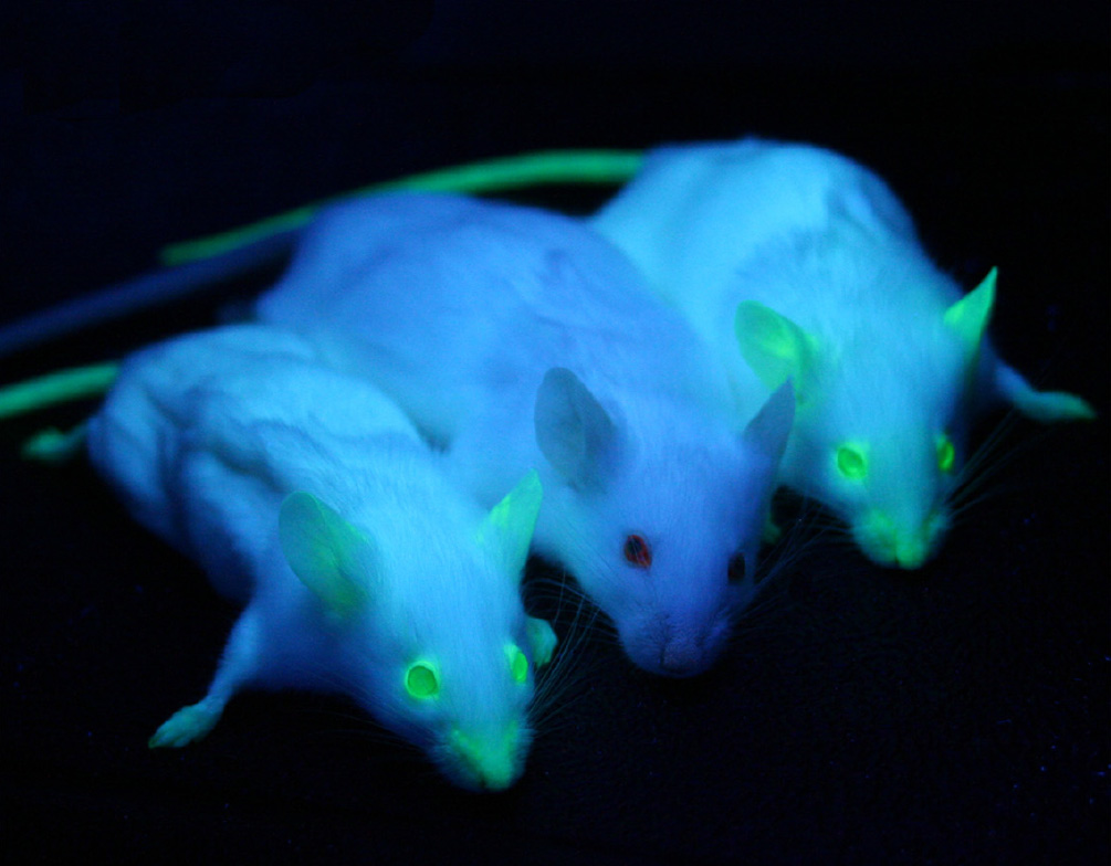 Genetically modified mice expressing GFP - the green fluorescent protein