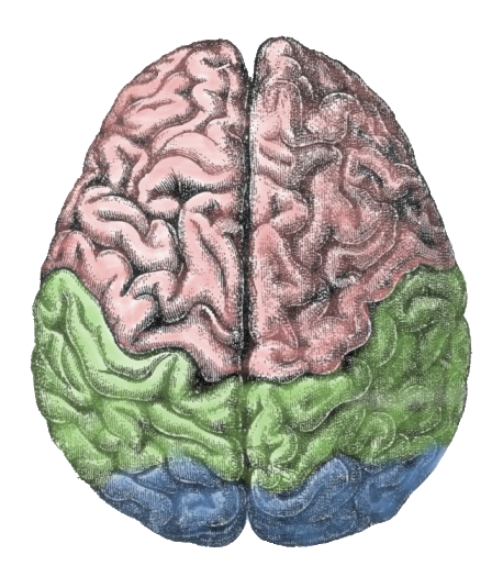 Effective rejuvenation of aging brains will need to target multiple areas