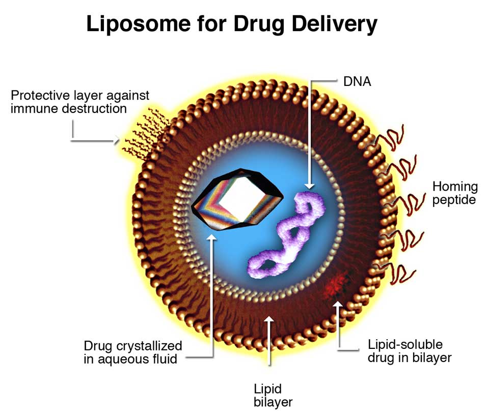Liposomes can deliver lots of different types of molecules, including drugs and DNA. They can also be used for gene therapy.