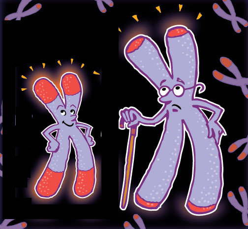 Shortened telomeres can cripple your ability to regenerate tissue