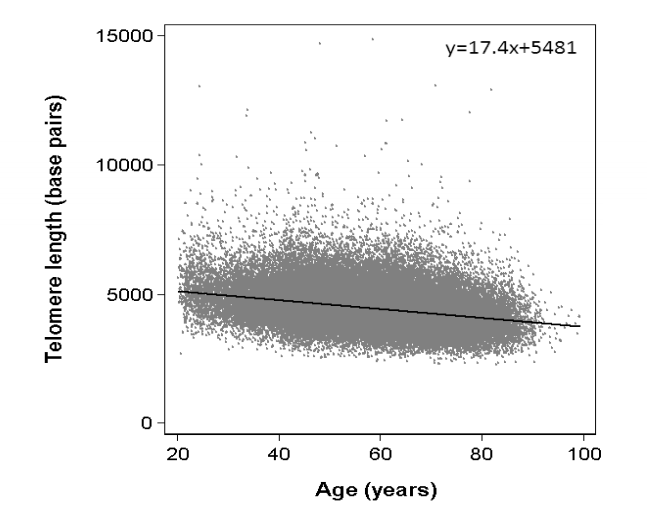 We've found some correlation between telomere length and age, but it's extremely variable
