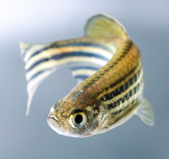 These genes are conserved from zebrafish to humans