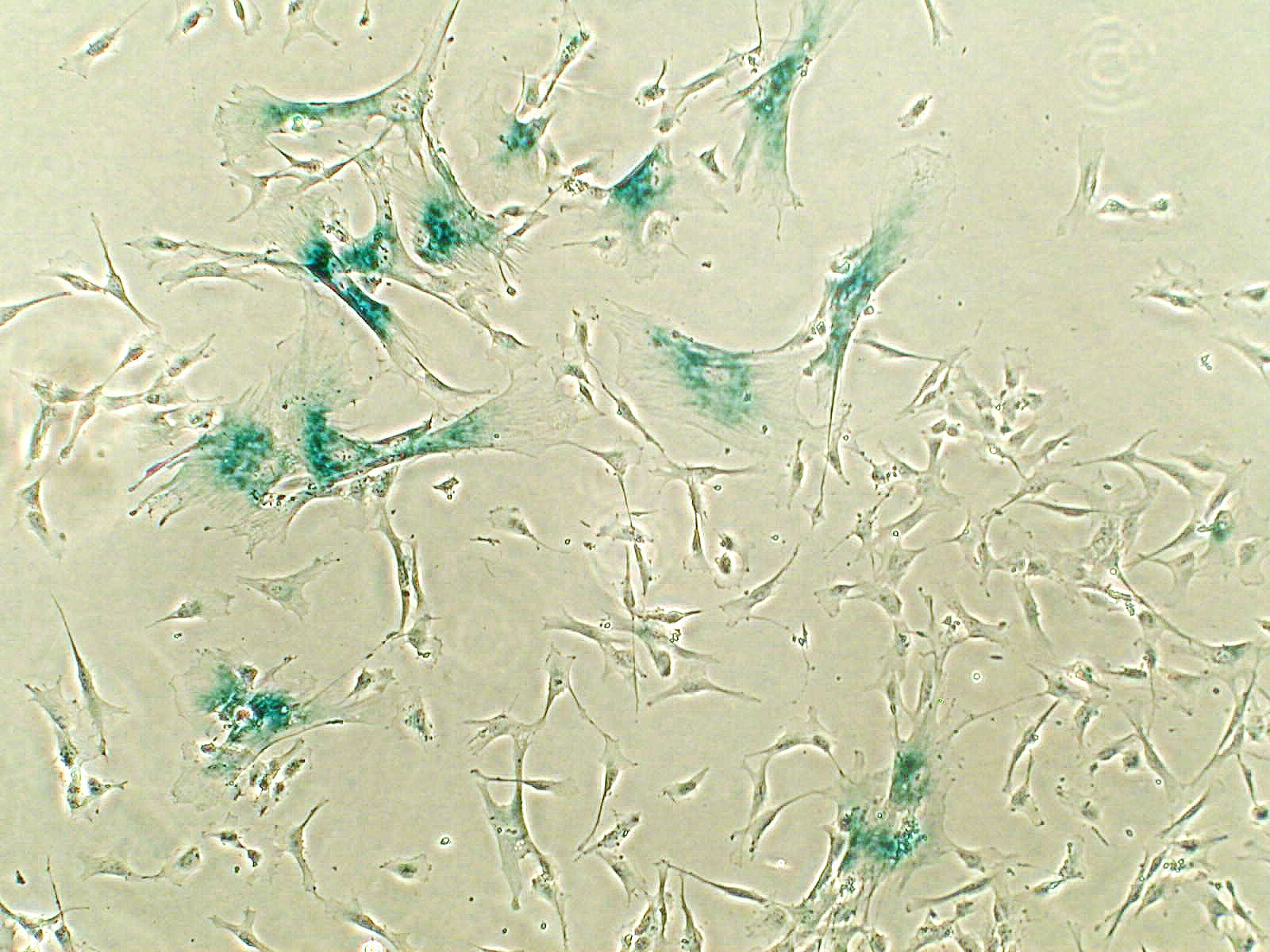 Hass et al. Cell Communication and Signaling 2011 9:12