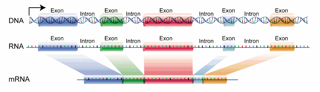 This new adenine methylation seems to skip exon sequences - the coding bits of your DNA
