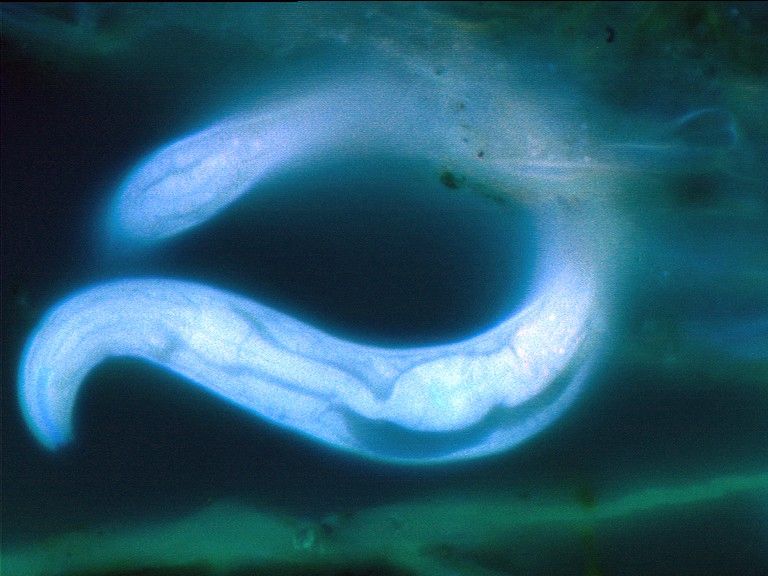 Worms are (obviously) not humans, but they often point us in the right direction 