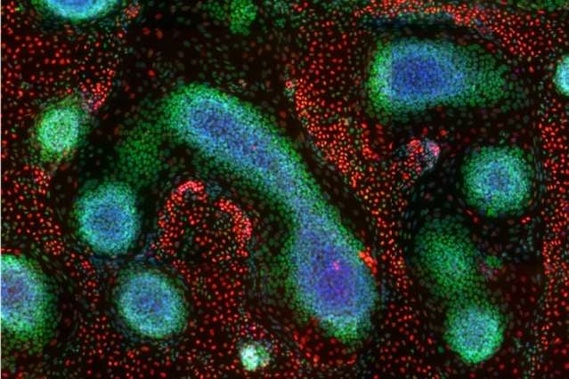 An image taken at day nine of the MIT study