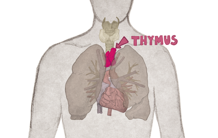Credit: The Thymistem project , currently researching stem cell therapies to repair the aging thymus