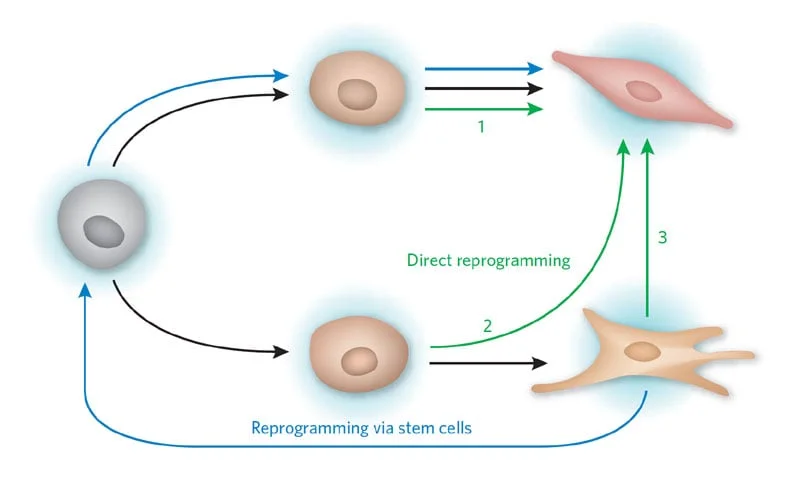 Learning more about the reprogramming process could even allow us to skip the stem cell process and instruct a cell to become whatever variety we require Credit: Ronald E Ellis, Nature Chemical Biology