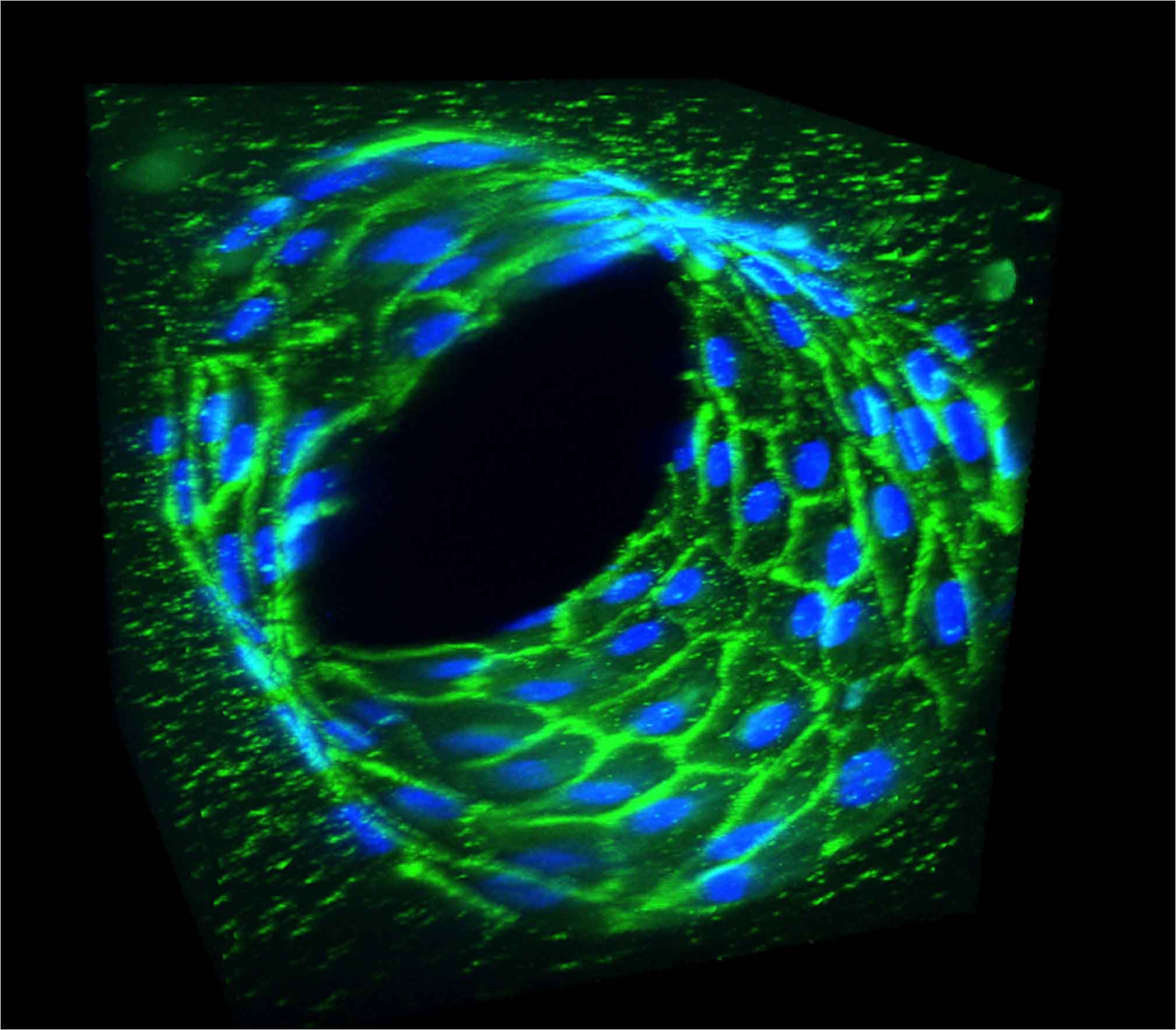 Credit: Wong/Searson Lab, John Hopkins University