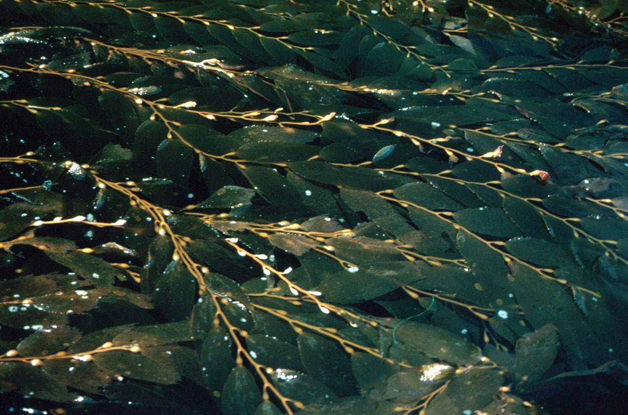 Alginate is mostly derived from brown seaweed