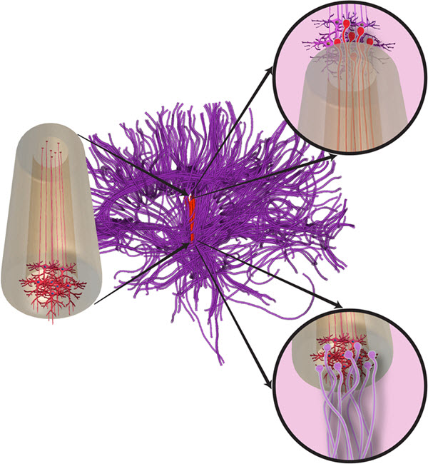 Credit: J P Harris et al./Journal of Neural Engineering