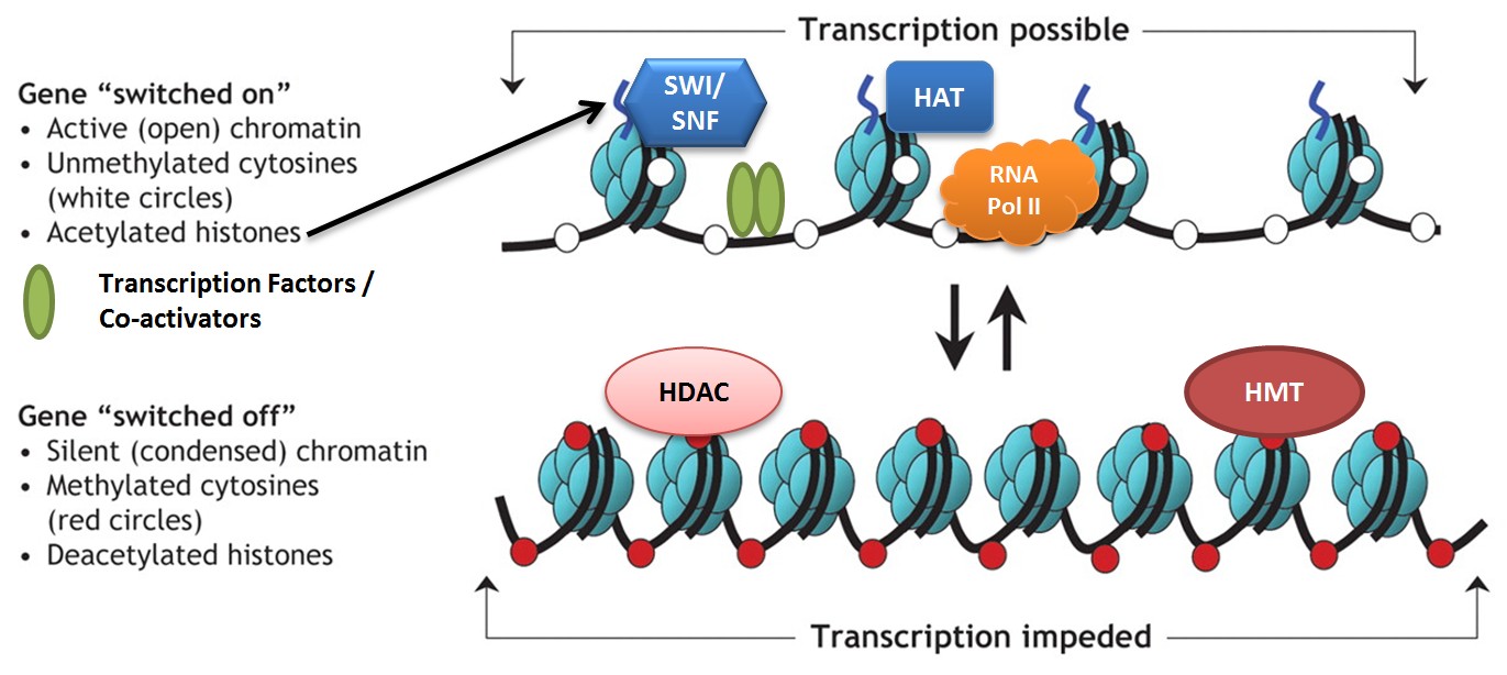 Enzymes like HAT, histone acetyl transferase, add acetyl groups to histones which loosens chromatin structure and changes gene expression