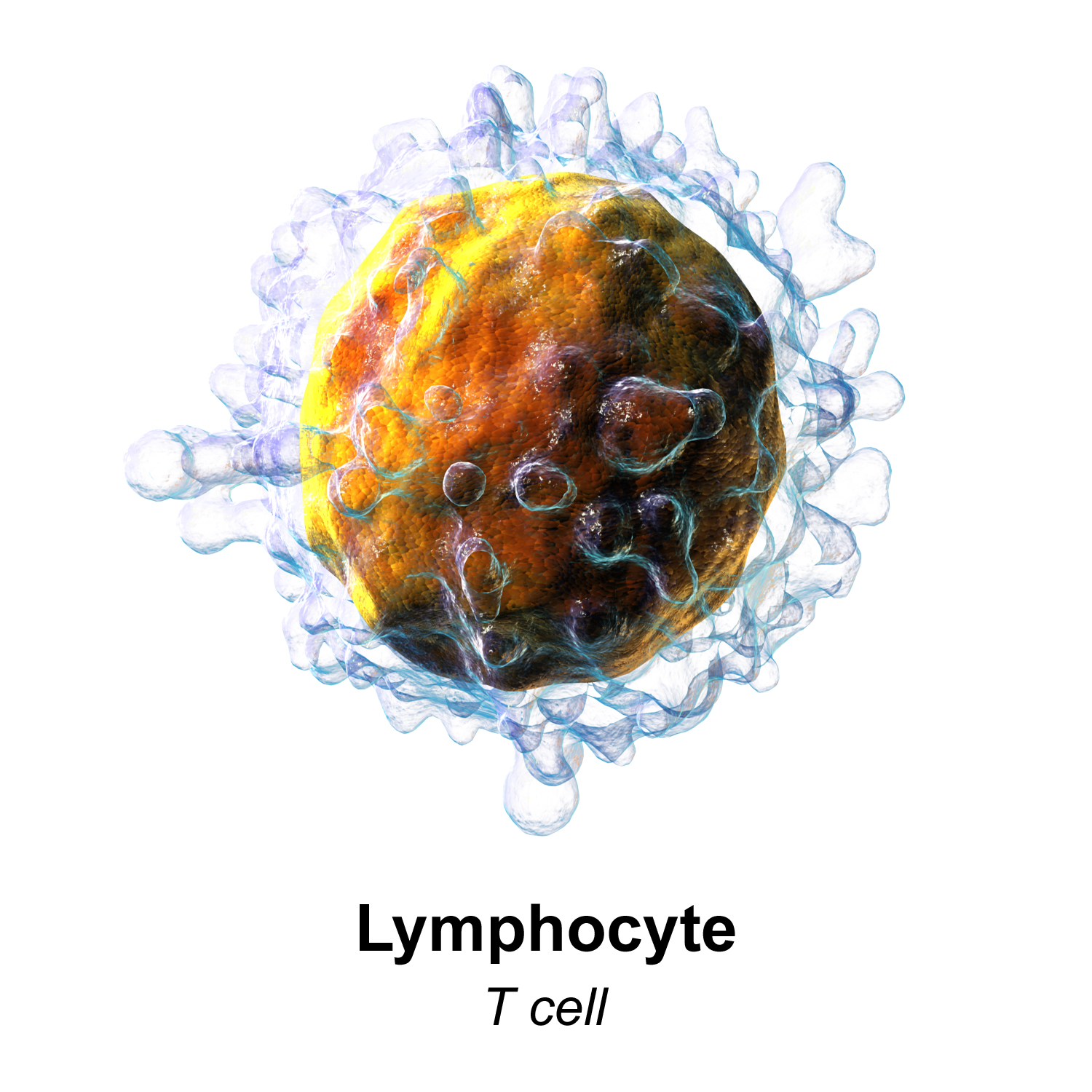  3-D rendering of a T-Cell Credit: Blausen.com