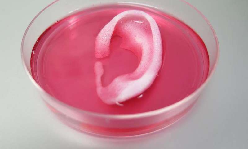 Completed ear structure printed with the Integrated Tissue-Organ Printing System Credit: Wake Forest Institute for Regenerative Medicine