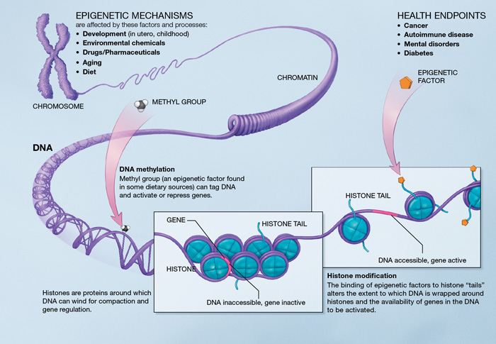 Epigenetic alterations like methylation and histone mondifications regulate DNA expression