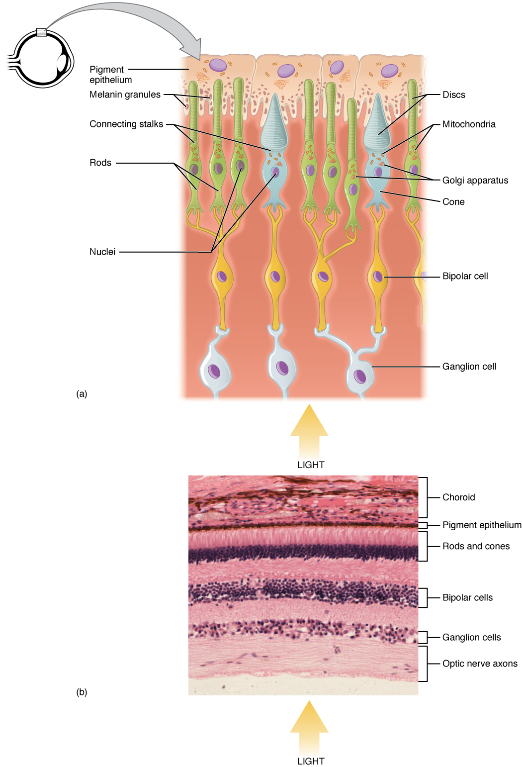 A diagram of the layout of a human eye