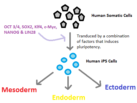 Specific factors can create stem cells from adult cells, able to form a huge range of different cell types