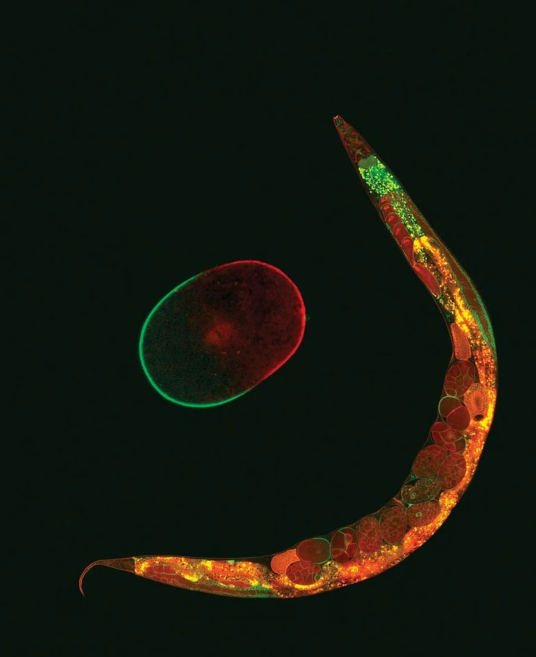 Credit: Goehring et al. (2011) J. Cell Biol. 193, 583-594.