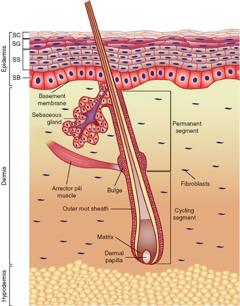 Hair stem cells are found in an area called the bulge along with melanocyte stem cells that produce colouring