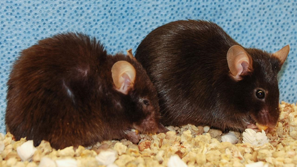 Removal of senescent cells has shown promising results in precious experiments and can prolong health and lifespan in mice. You can see the contrast here in mice of the same age, the mouse on the right has had its senescent cells removed. Credit: Jan van Deursen and Darren Baker