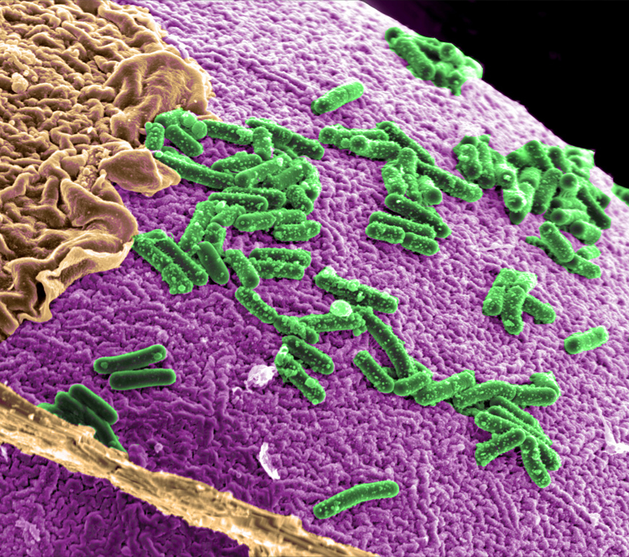 Credit: Courtesy of Pacific Northwest National Laboratory