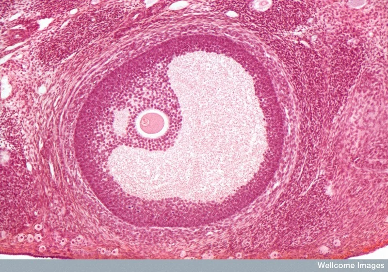 An ovarian follicle containing a single egg cell