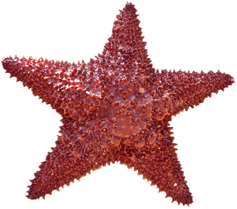 Regeneration is actually fairly widespread in nature